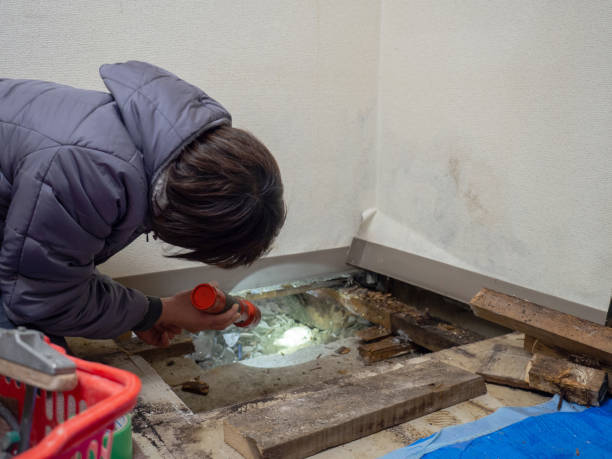 Best Commercial Mold Inspection  in Caon City, CO