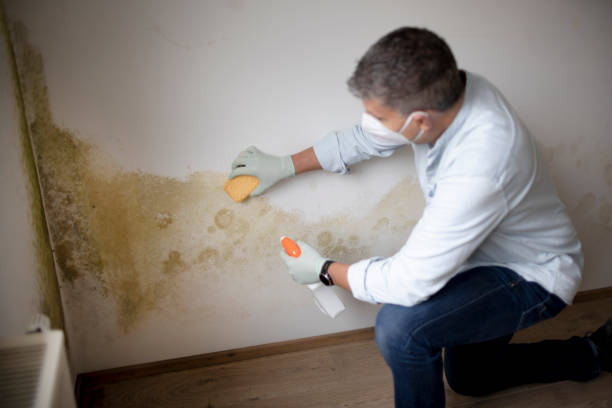 Best Basement Mold Removal  in Caon City, CO